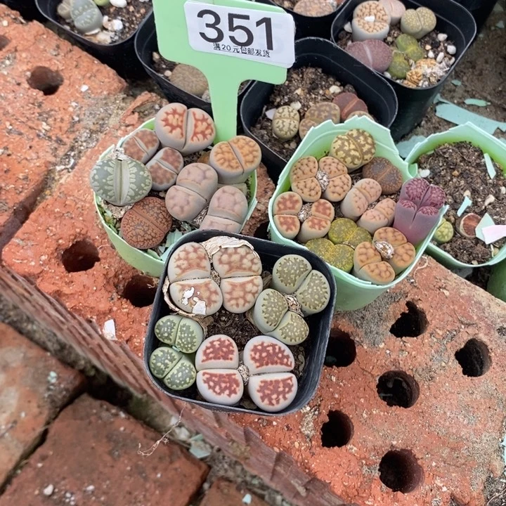 ****气生石花小苗等一351