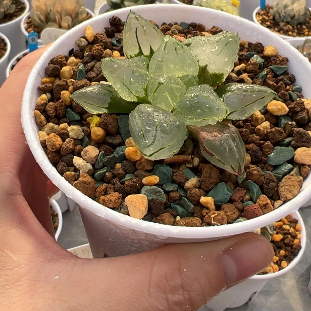 冰鸾玉11111111111111