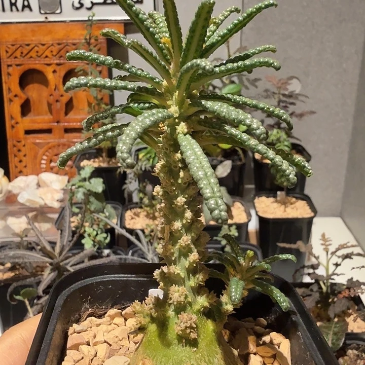 实生泡泡叶巨琉桑一物一拍