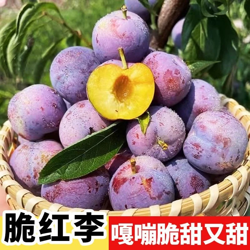 正宗四川五月脆李子新鲜水果当季整箱现摘甜脱骨青孕妇