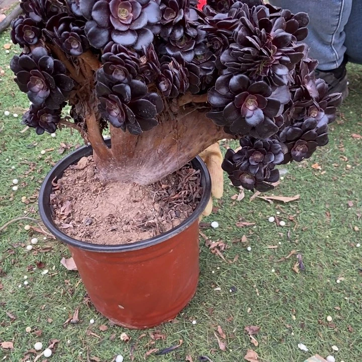 江****姐122欧紫老桩朵朵干伤