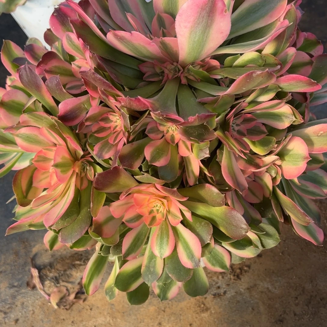 1.3-60香妃多肉植物