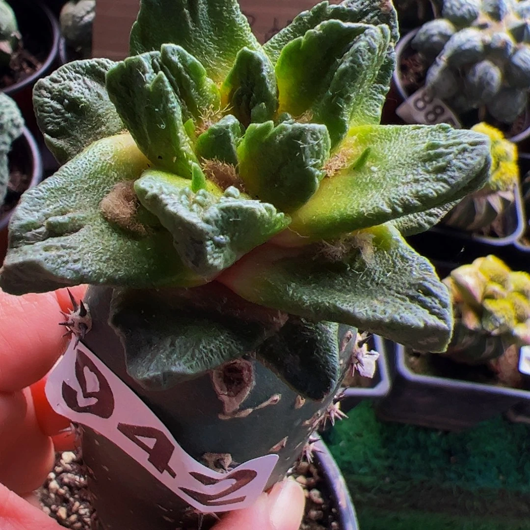 无花朵宽尤龙角微瑕疵942