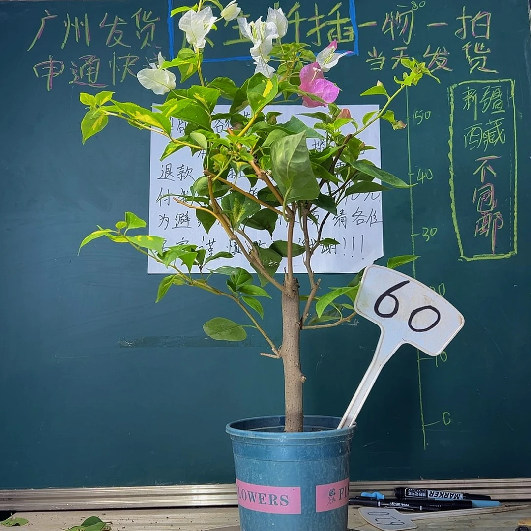 当前无花栽培后可以开花橙白橙粉同株60