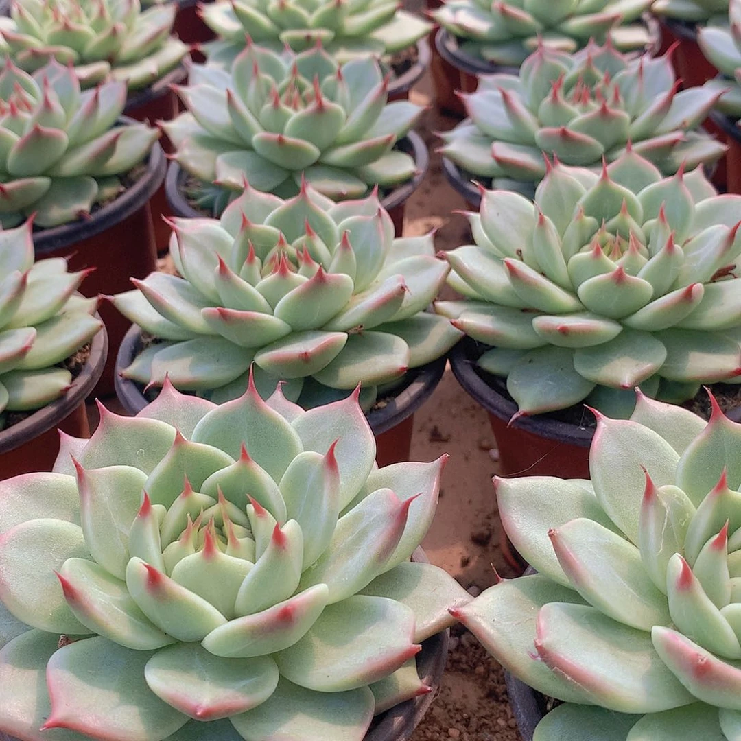 托斯卡内力234567899900