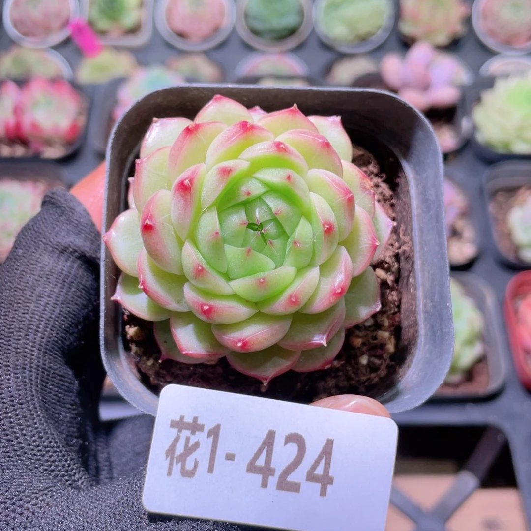 花利美1-424海王