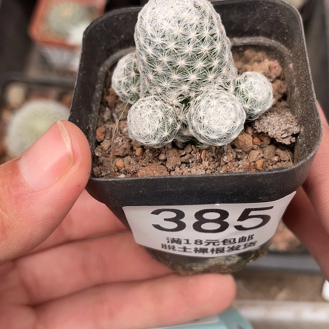 385姬春星（满18元包邮）