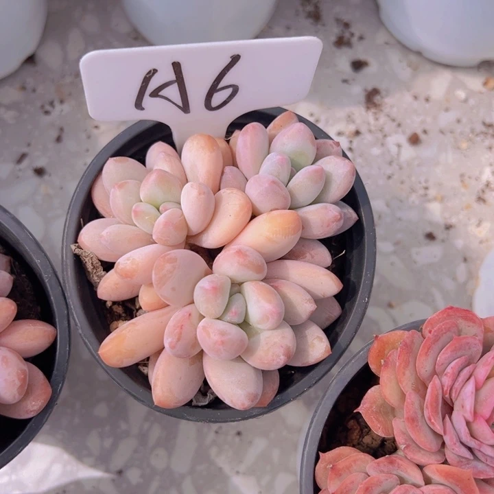 健健康康平平安安