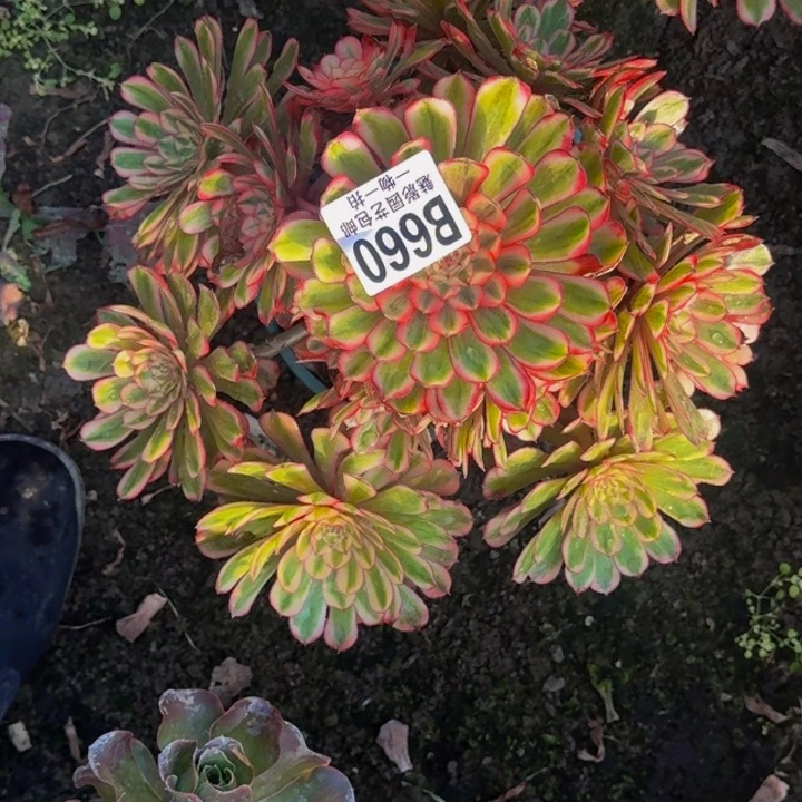 白月光花25-18包邮花花万紫千红一