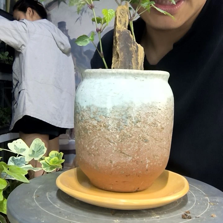 燕中青园艺一物一拍99