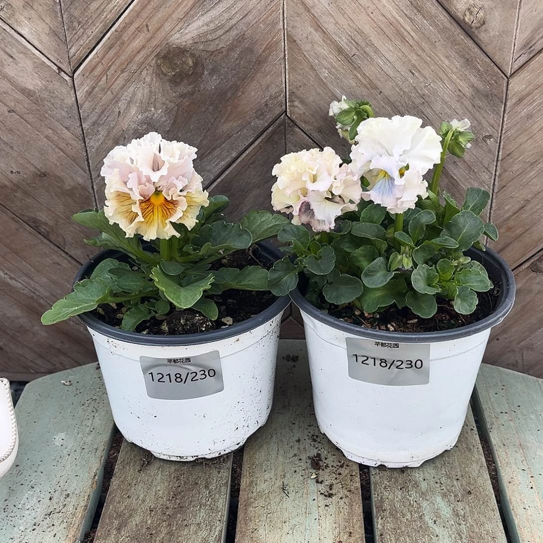 完全开放1218/230