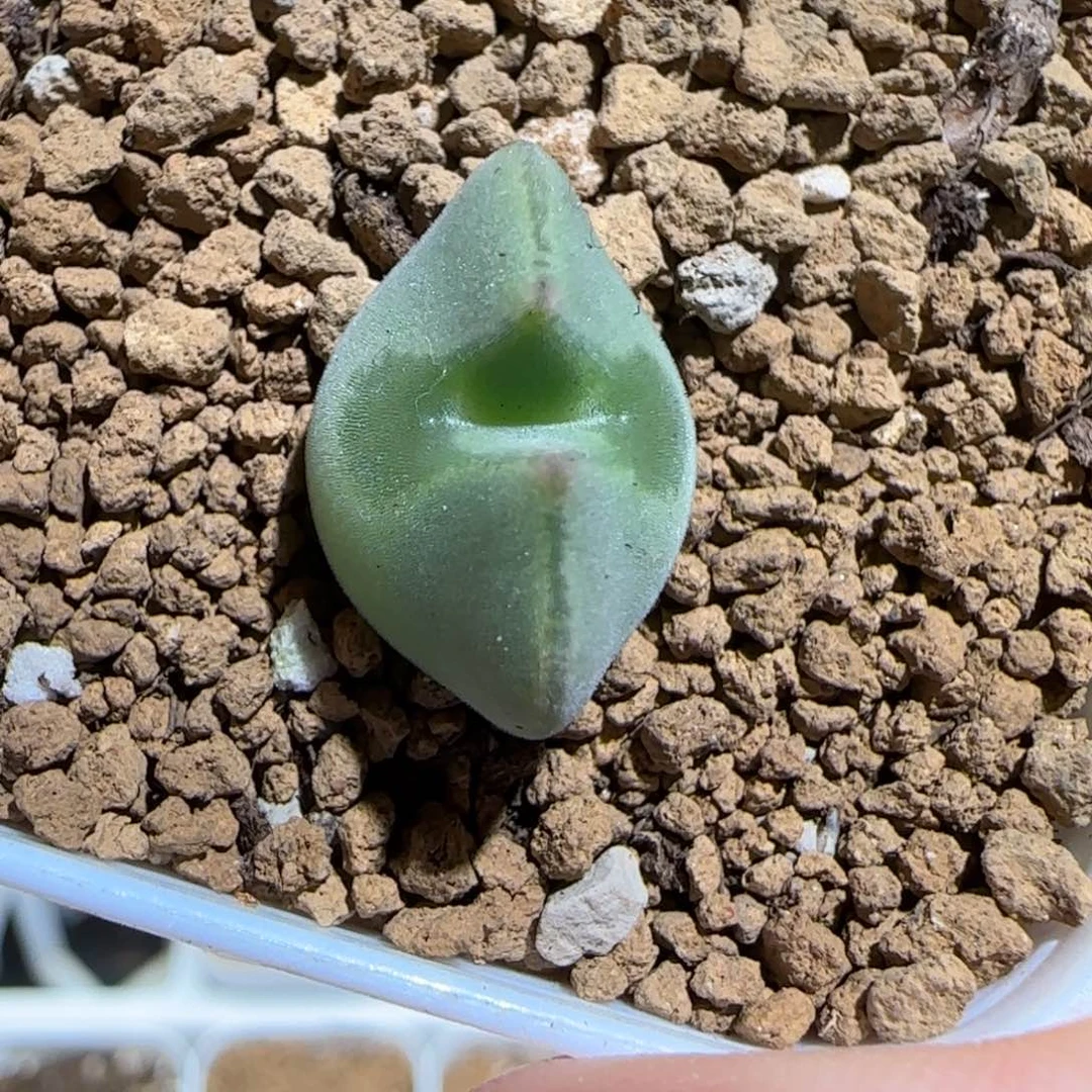 肉锥多肉植物组合-ap空蝉1574