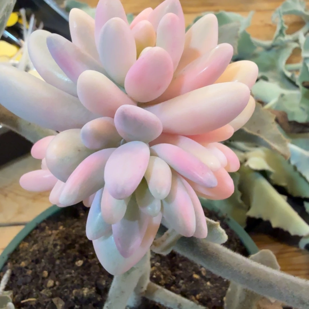 苏樱美人安吉园艺