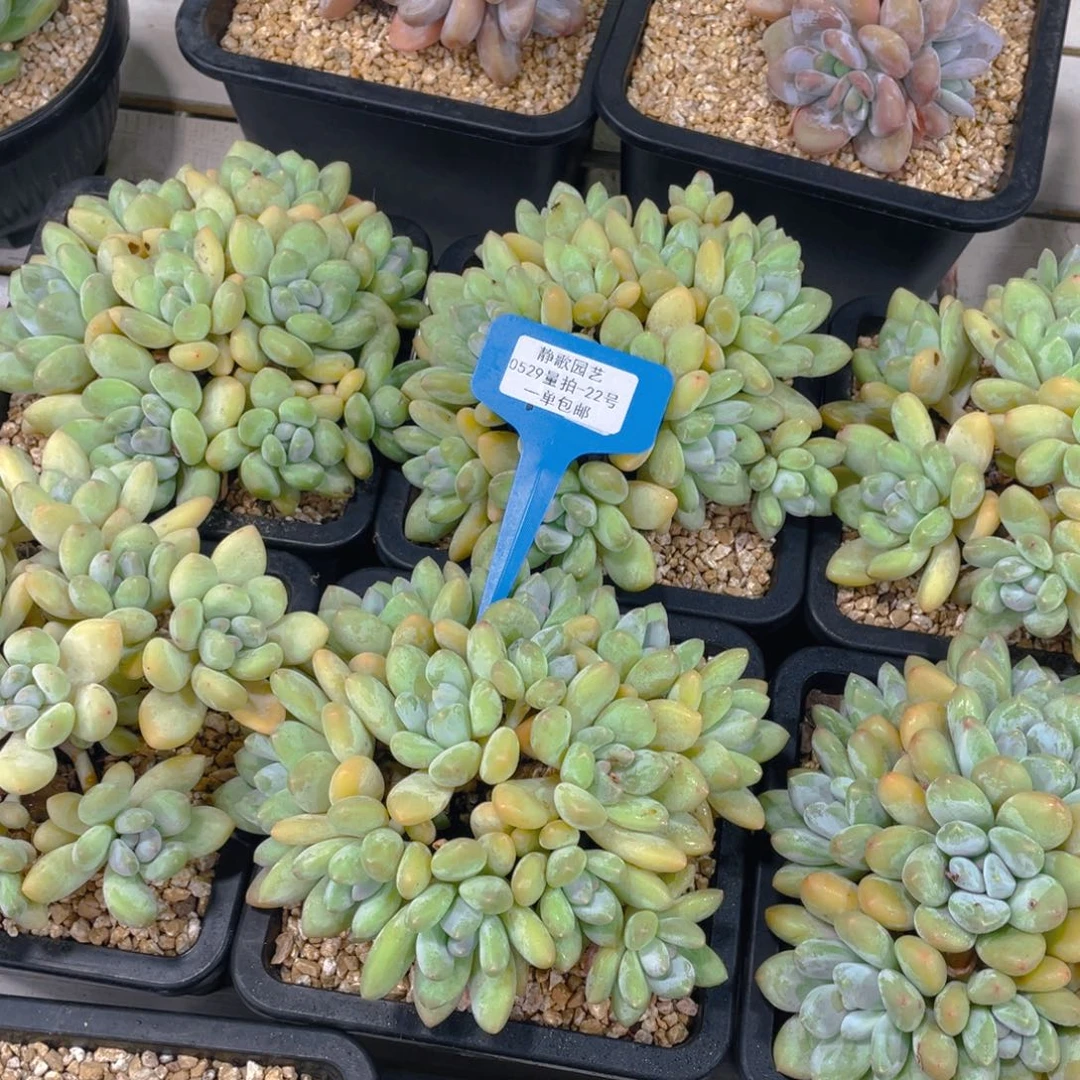 0529-22-韩版香水大群一颗