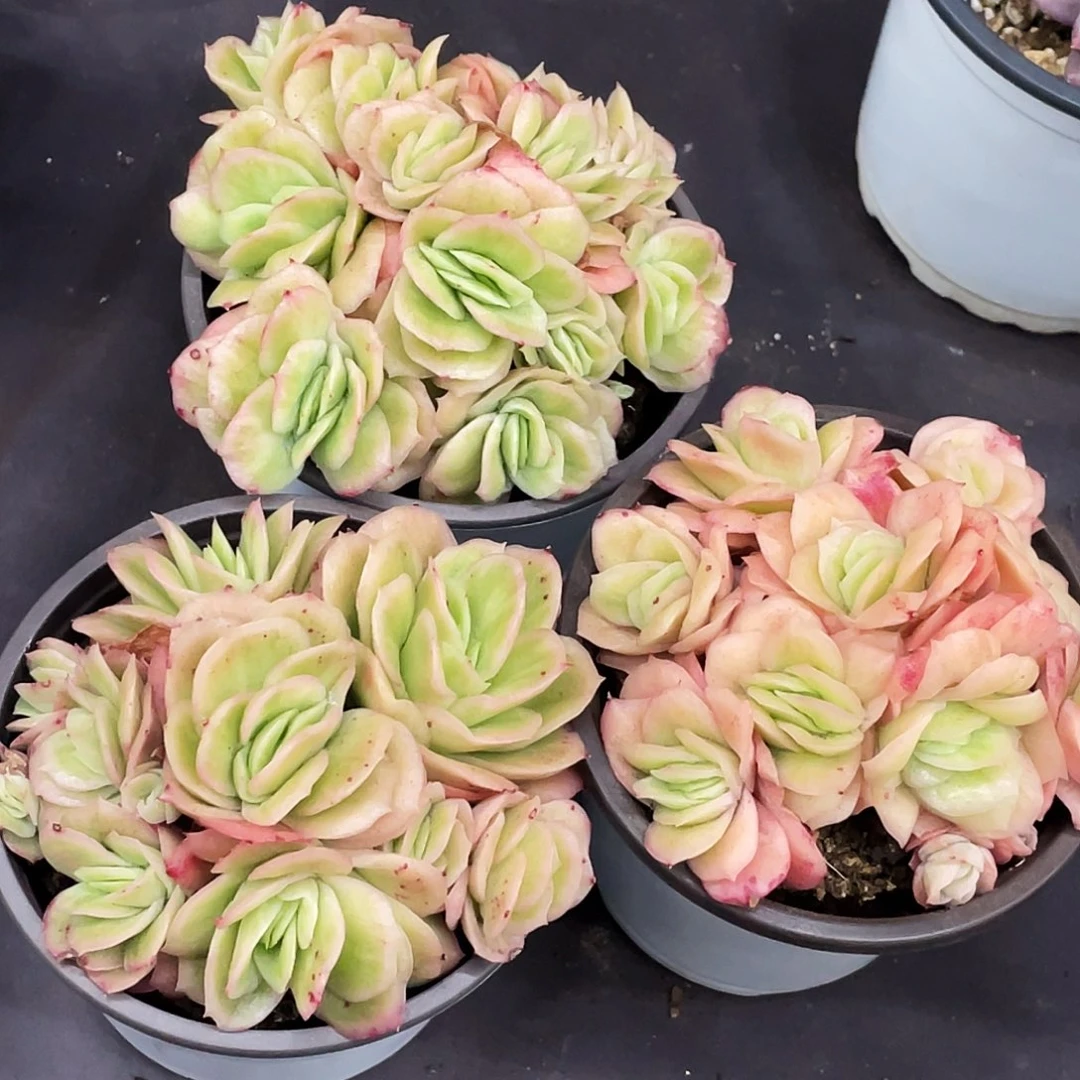 多头冰玫瑰锦一颗