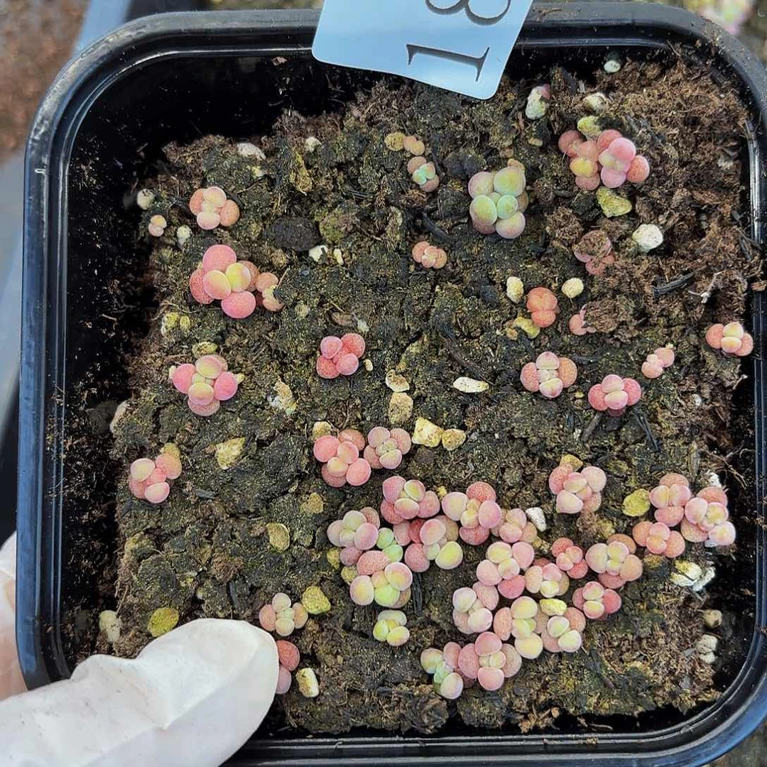 多肉植物多肉植物18