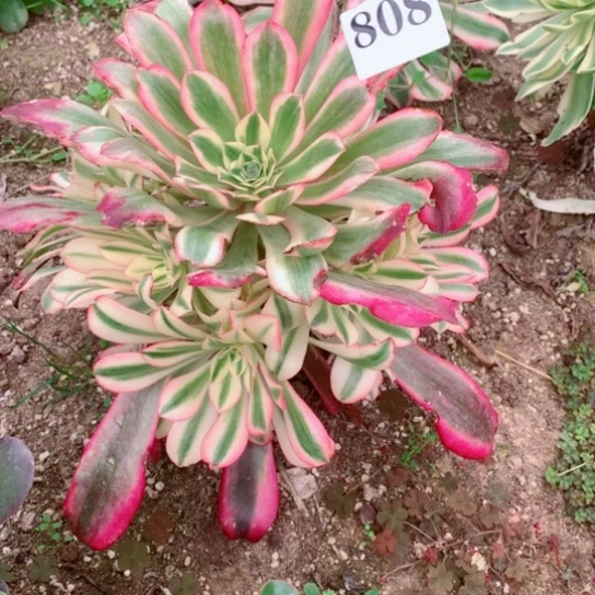 多肉植物美度808