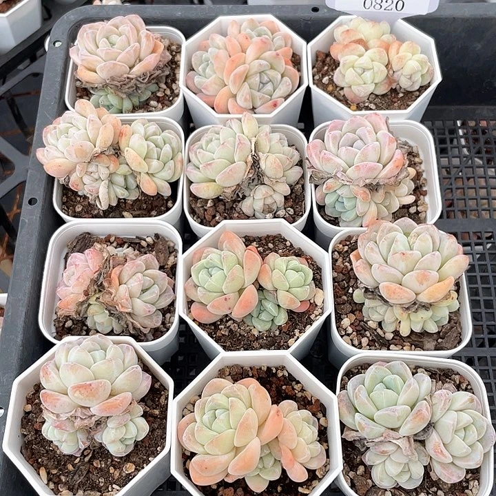 薇薇安园艺多肉0820