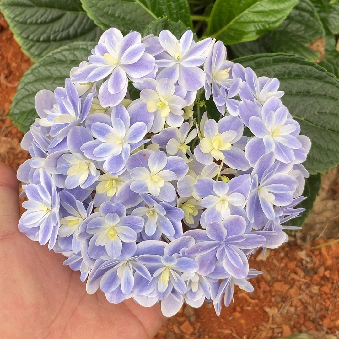 绣球切花一物一拍3枝起包邮，122