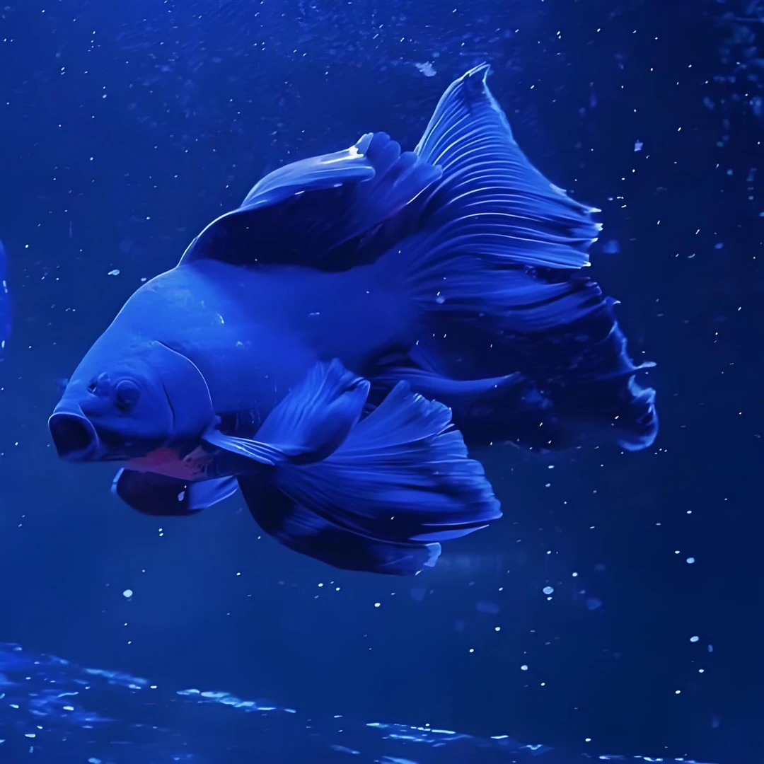 墨蝶蝴蝶鲤黑蝴蝶鲤观赏鱼32-35顺丰包邮包活