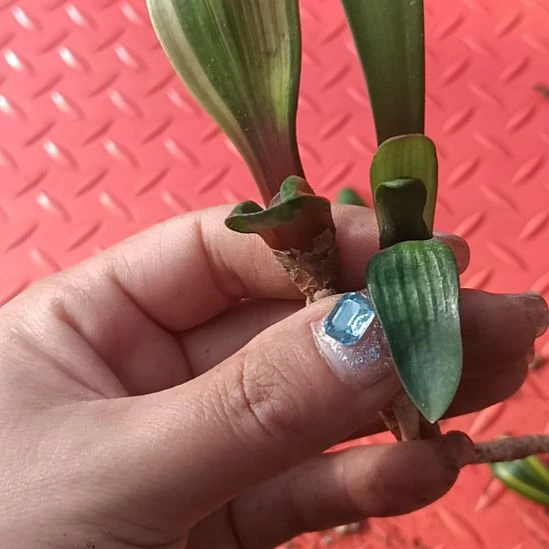 于*L特色花卉君子兰小苗