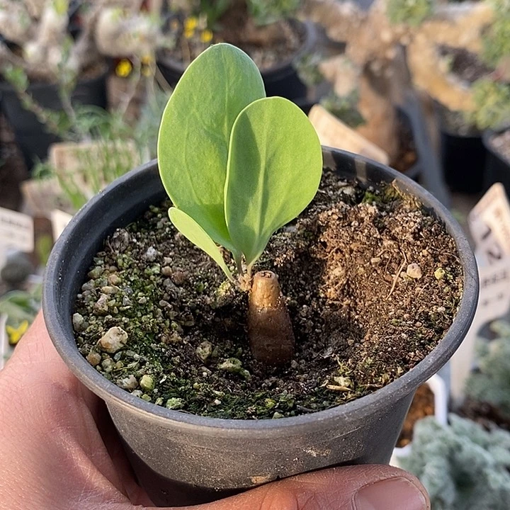 849紫花厚敦菊带盆一一一一