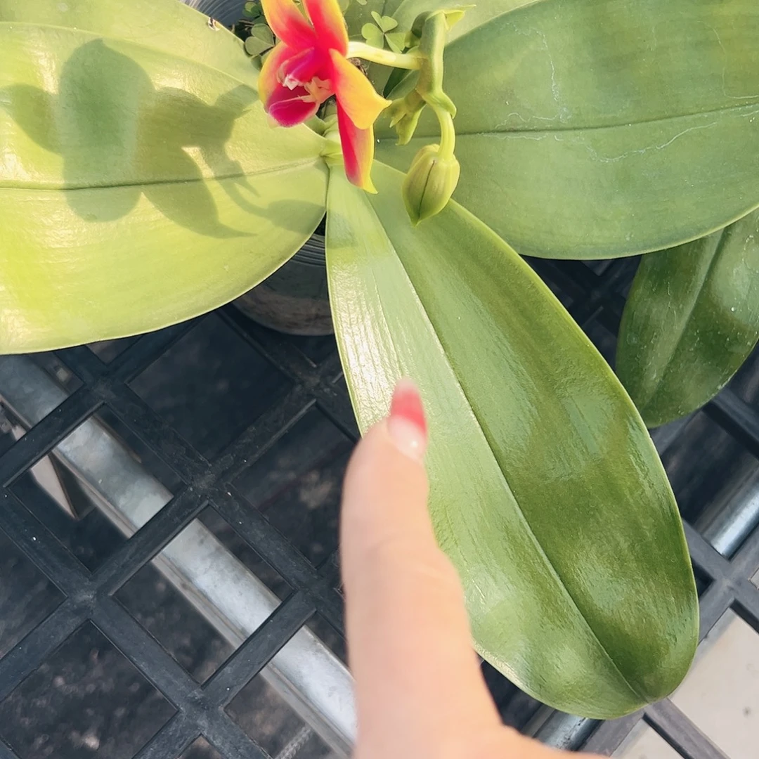 不开花植物原生3.5