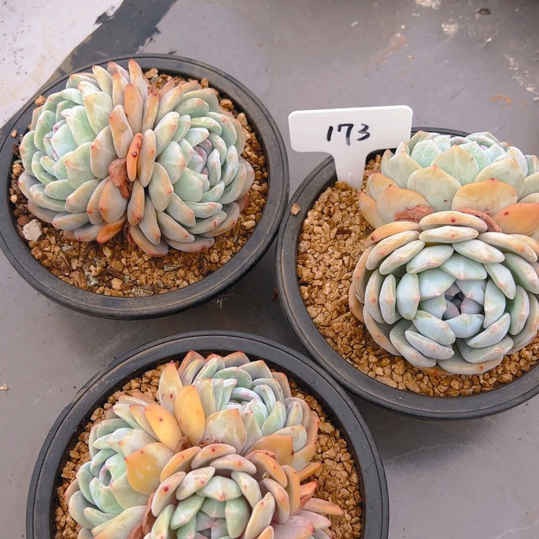 三颗橙梦露173号一物一拍