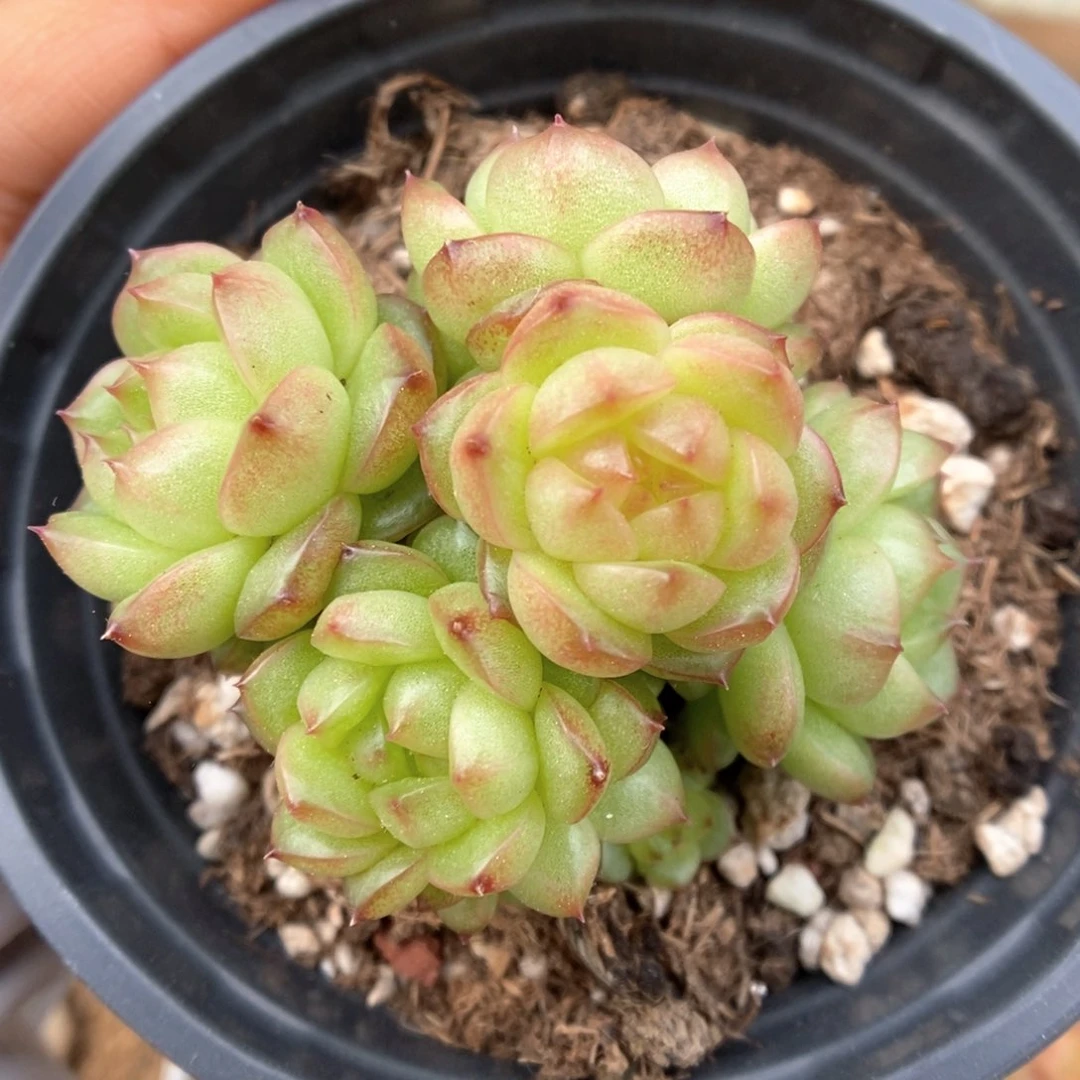 灯泡珍妮群生1890号