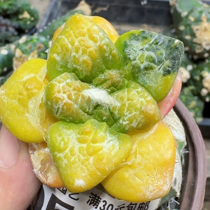 莲*福利苗接龟甲连山锦0589