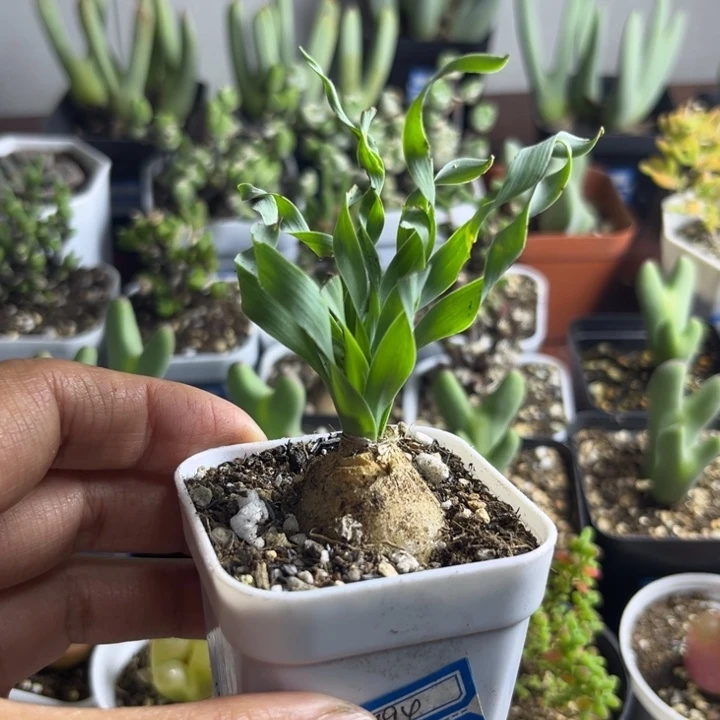 694 宽叶弹簧叶子有损伤