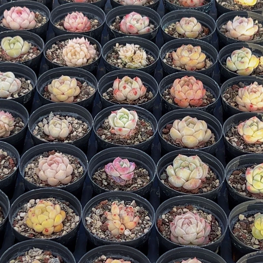 176多肉葡萄的味道是真的很好吃