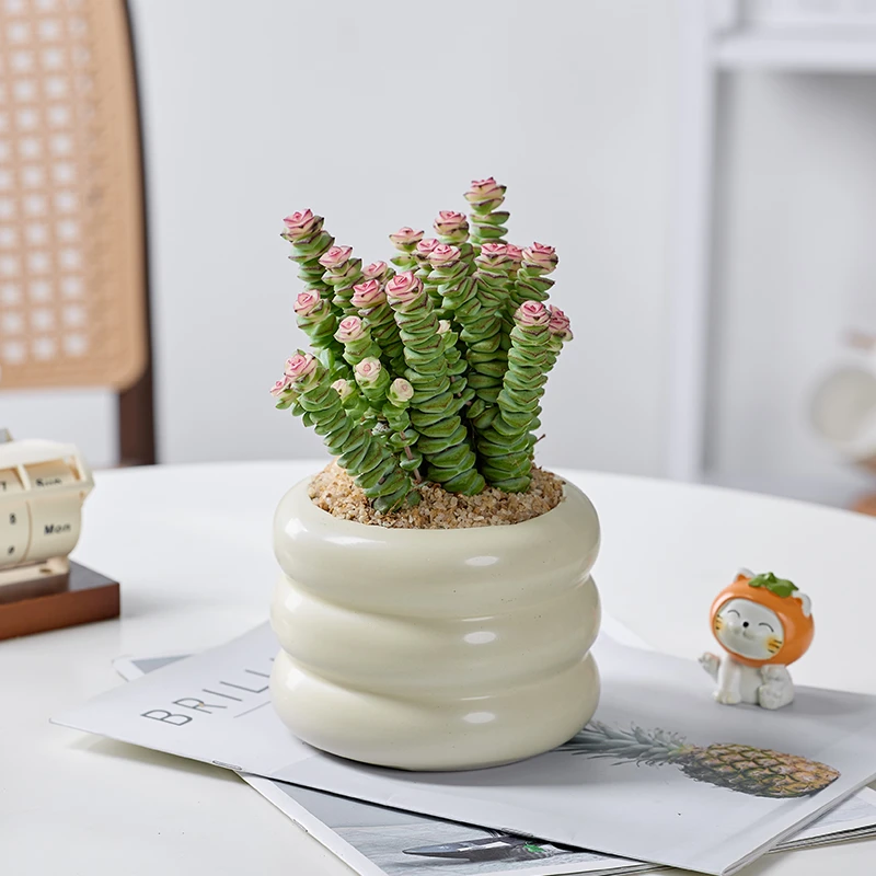 钱串子植物多肉盆栽办公室桌面好养观叶花卉多头老桩四季好养花卉