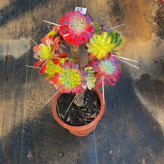 全部花朵爱**艺嫁接法师的方法84