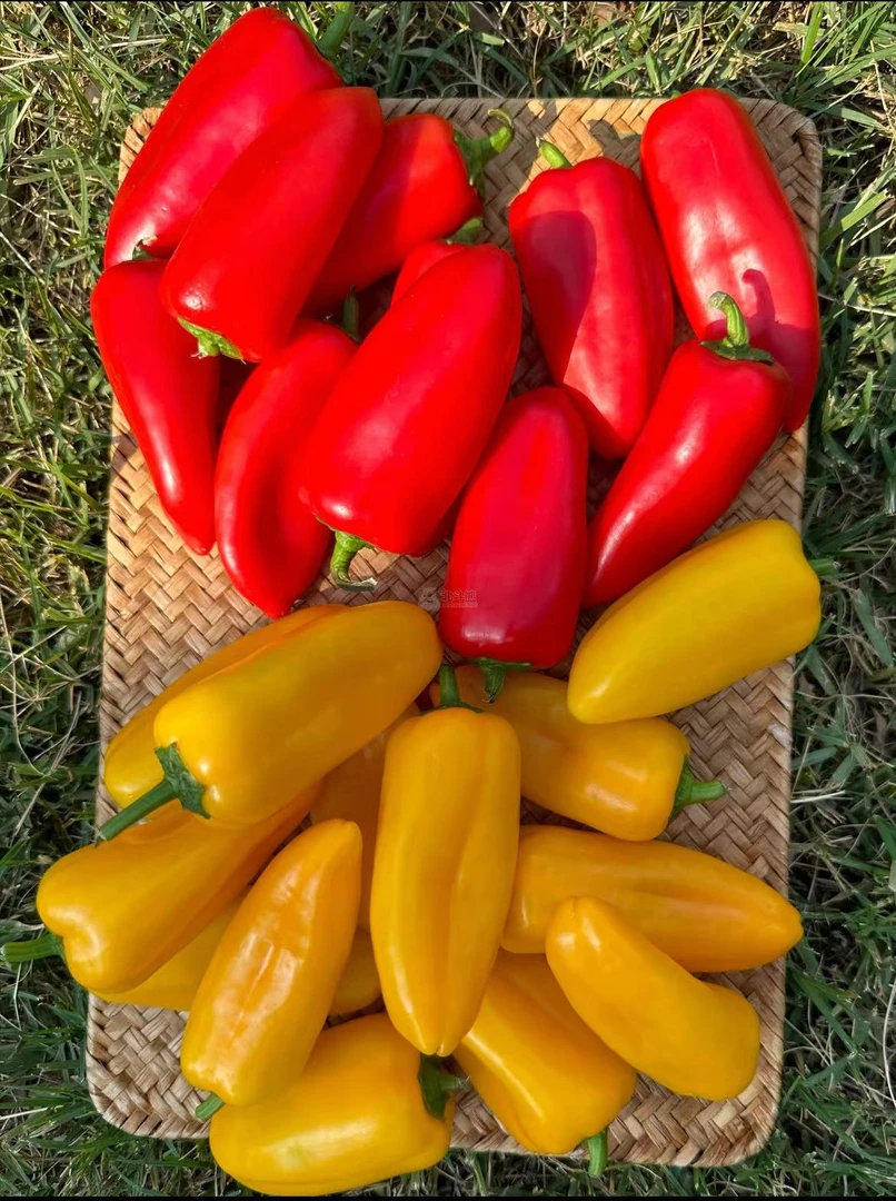 奥拉水果椒脆甜多汁应季水果彩椒生吃不辣