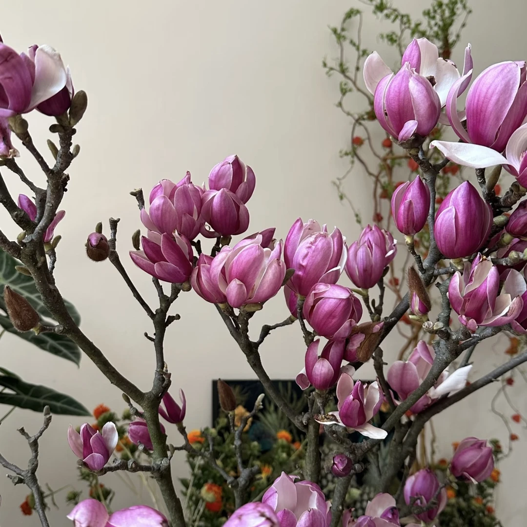 紫玉兰花卉庭院阳台种植室内室外易养护发货快