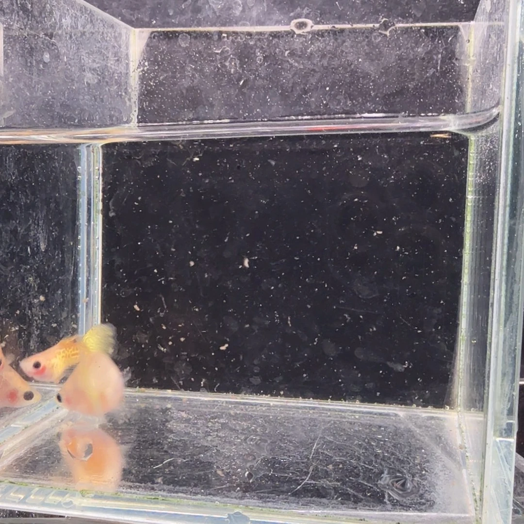 孔雀鱼黄金蕾丝玻璃猫1对