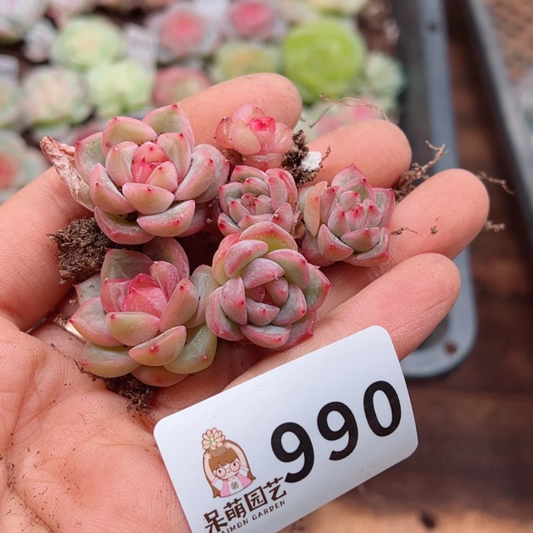 多肉植物多肉植物
