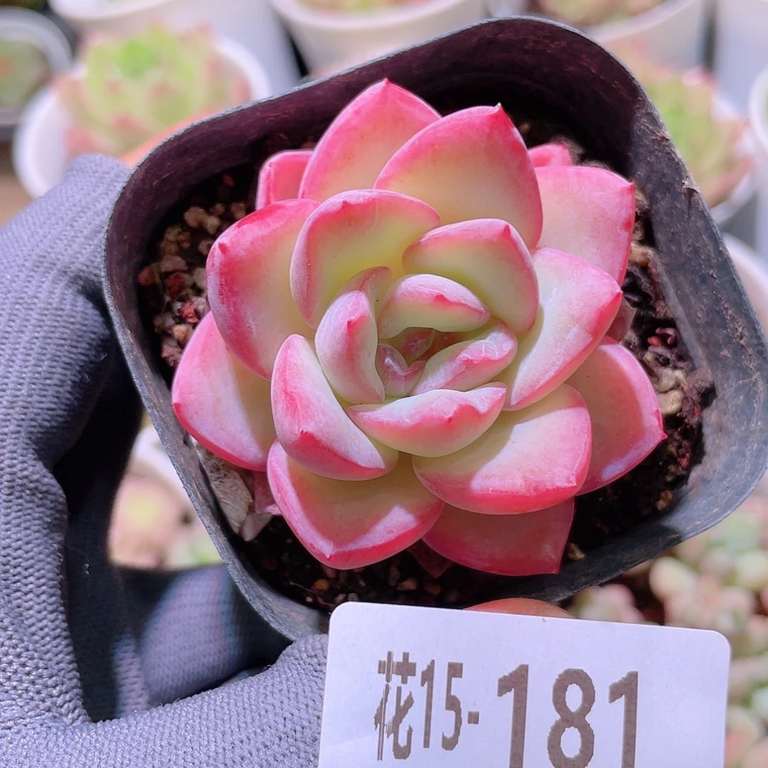 花利美15-181草莓泡芙