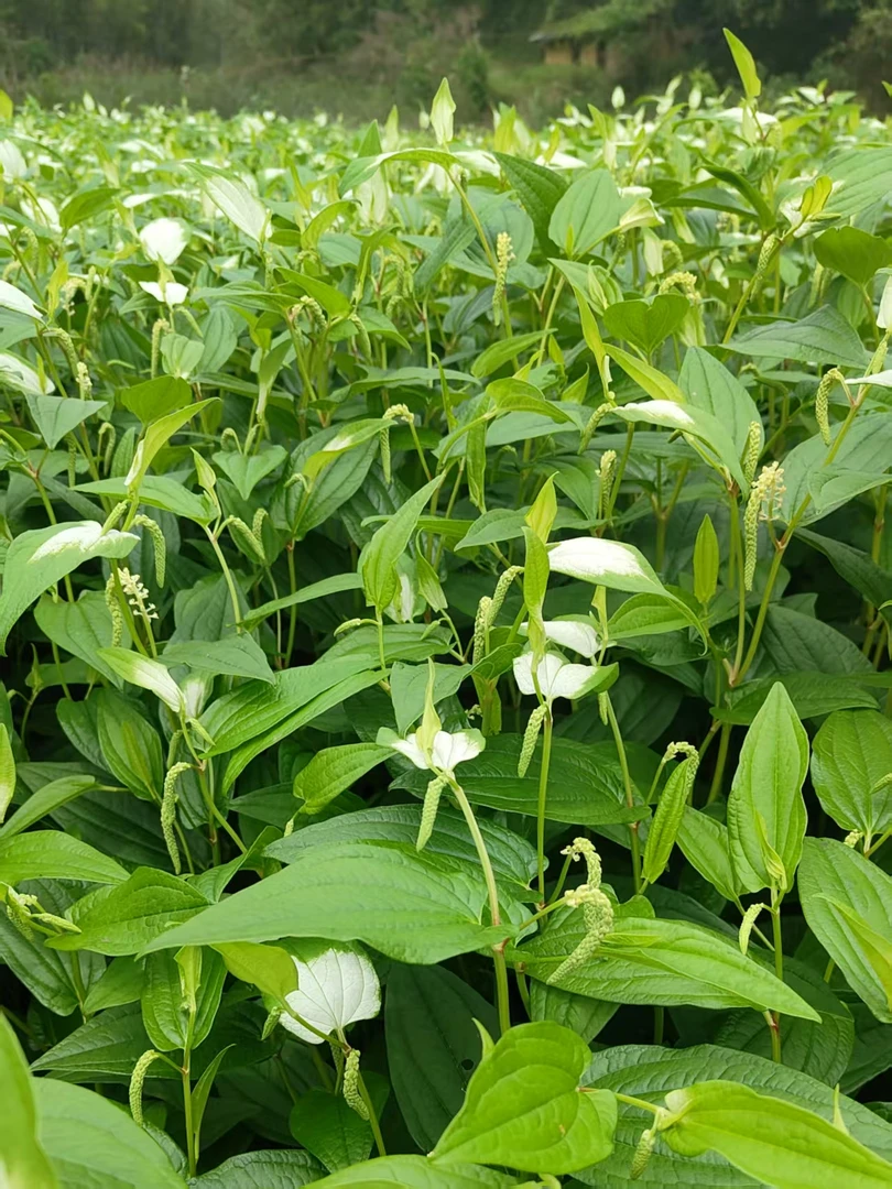 野生三白草钻地风百花莲过塘莲白面姑塘边藕天性草白莲藕