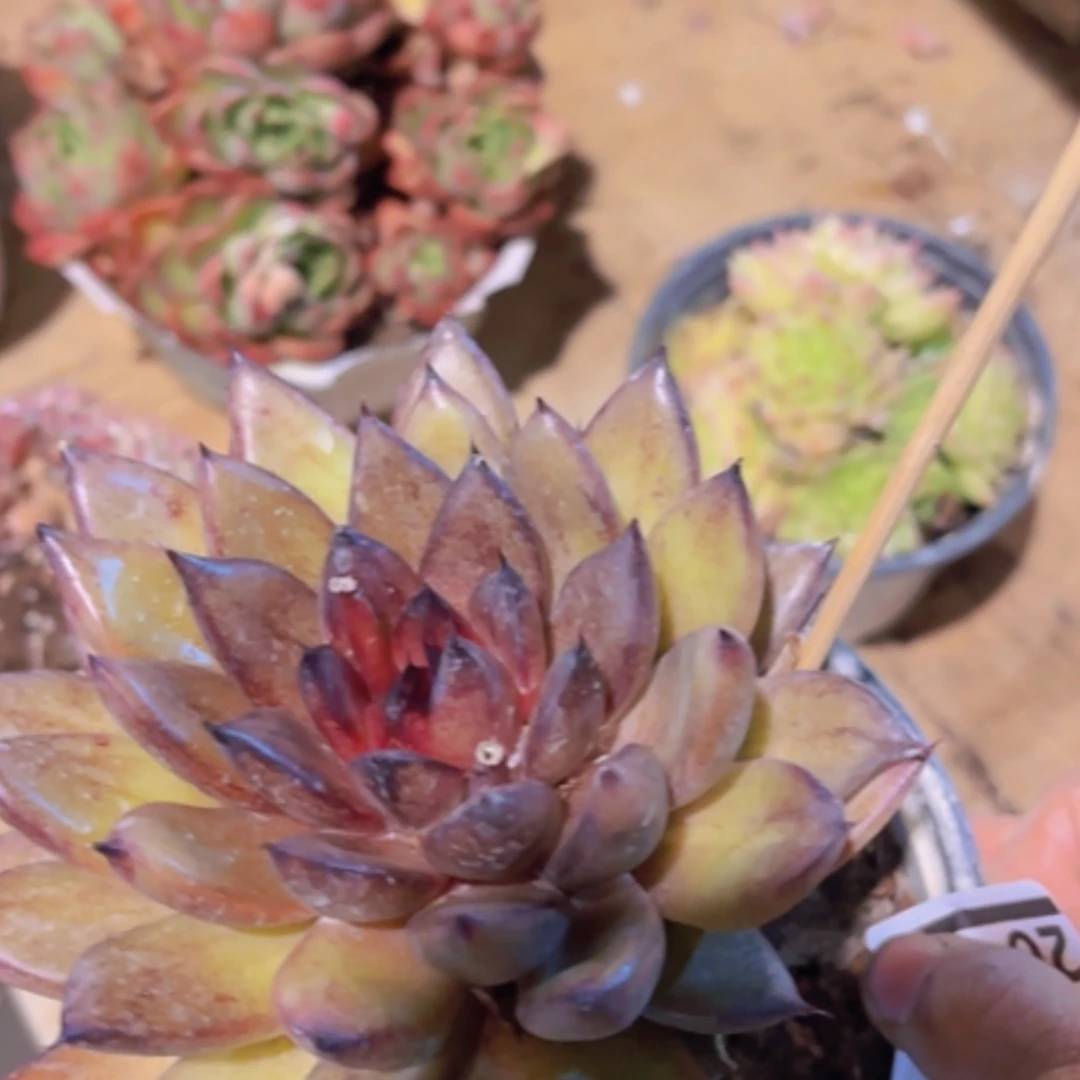 【闪购商品】黑佳人20401