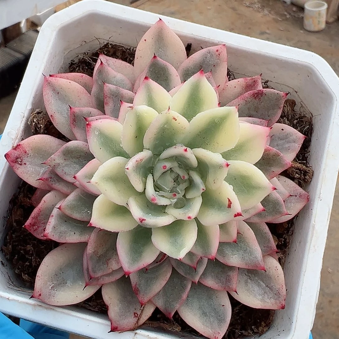 原始绿爪锦，覆轮锦