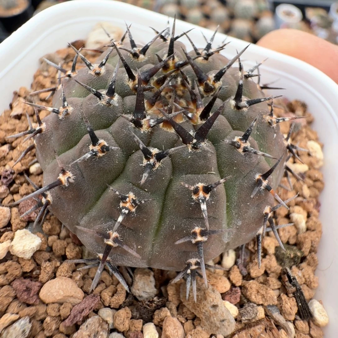 无花朵黑刺风头尺寸3.7