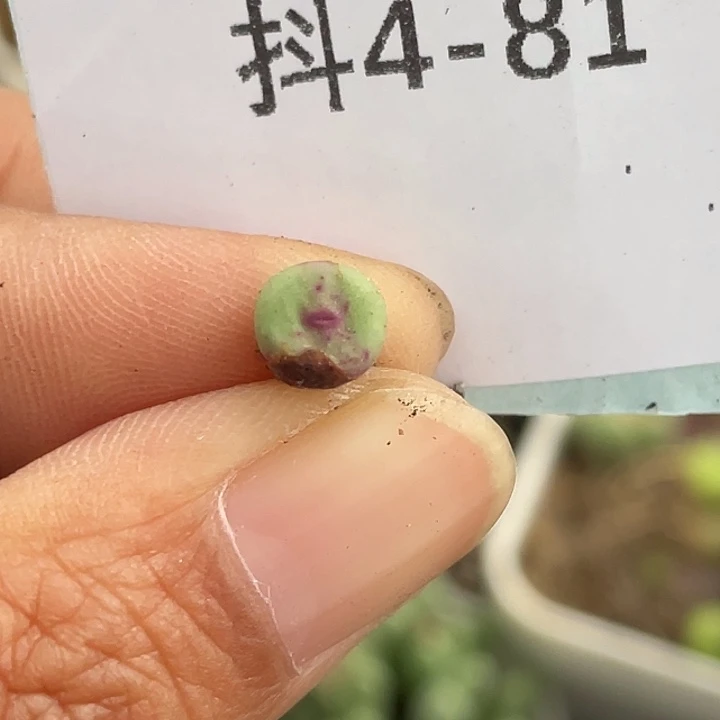 4-81嘴多肉植物肉锥