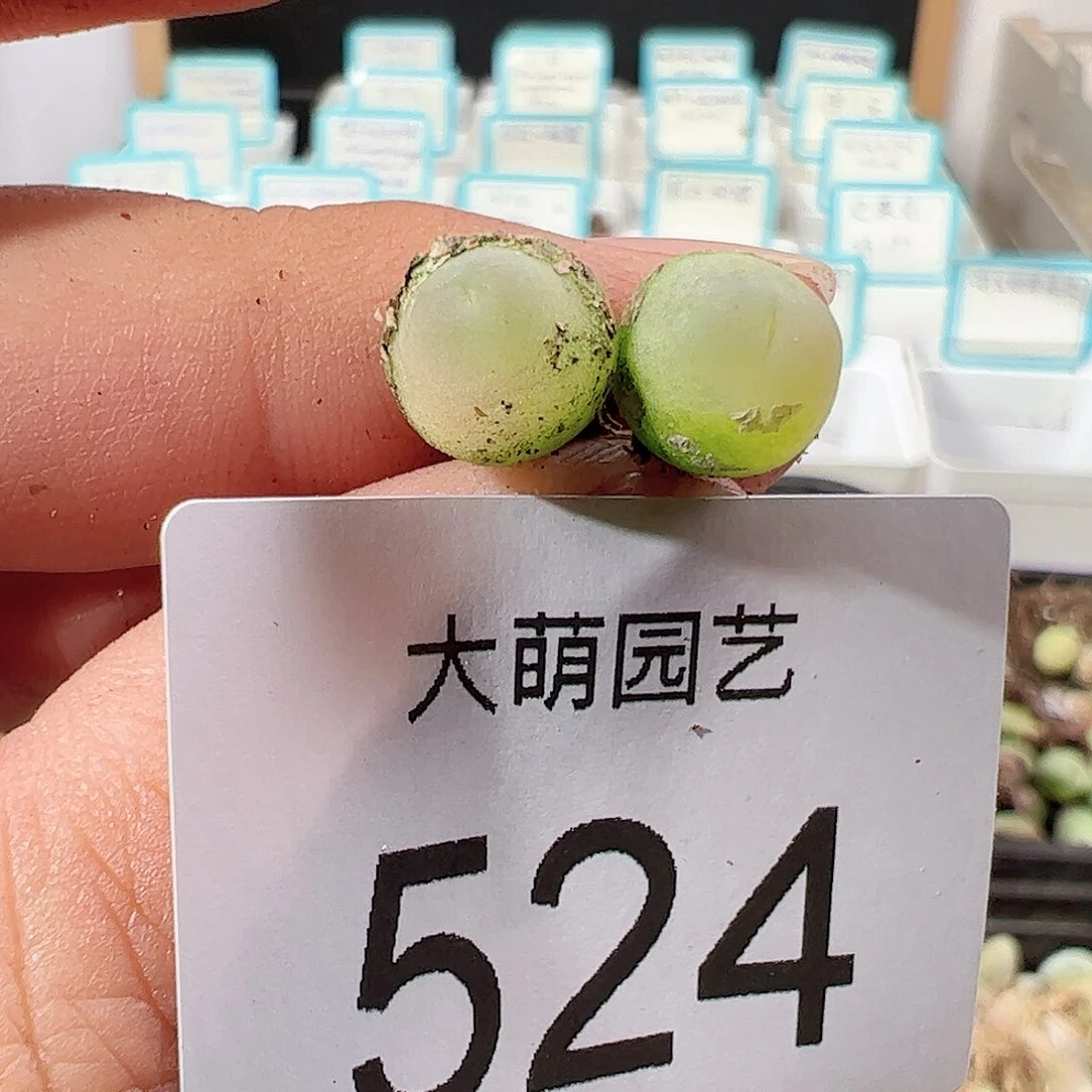 0000524 一物一拍……