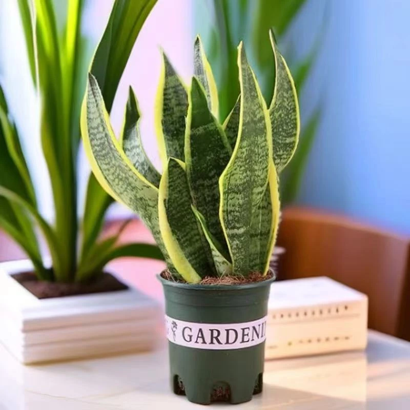 除甲醛高矮金边虎皮兰盆栽客厅绿植多肉植物防辐射四季好养易成活