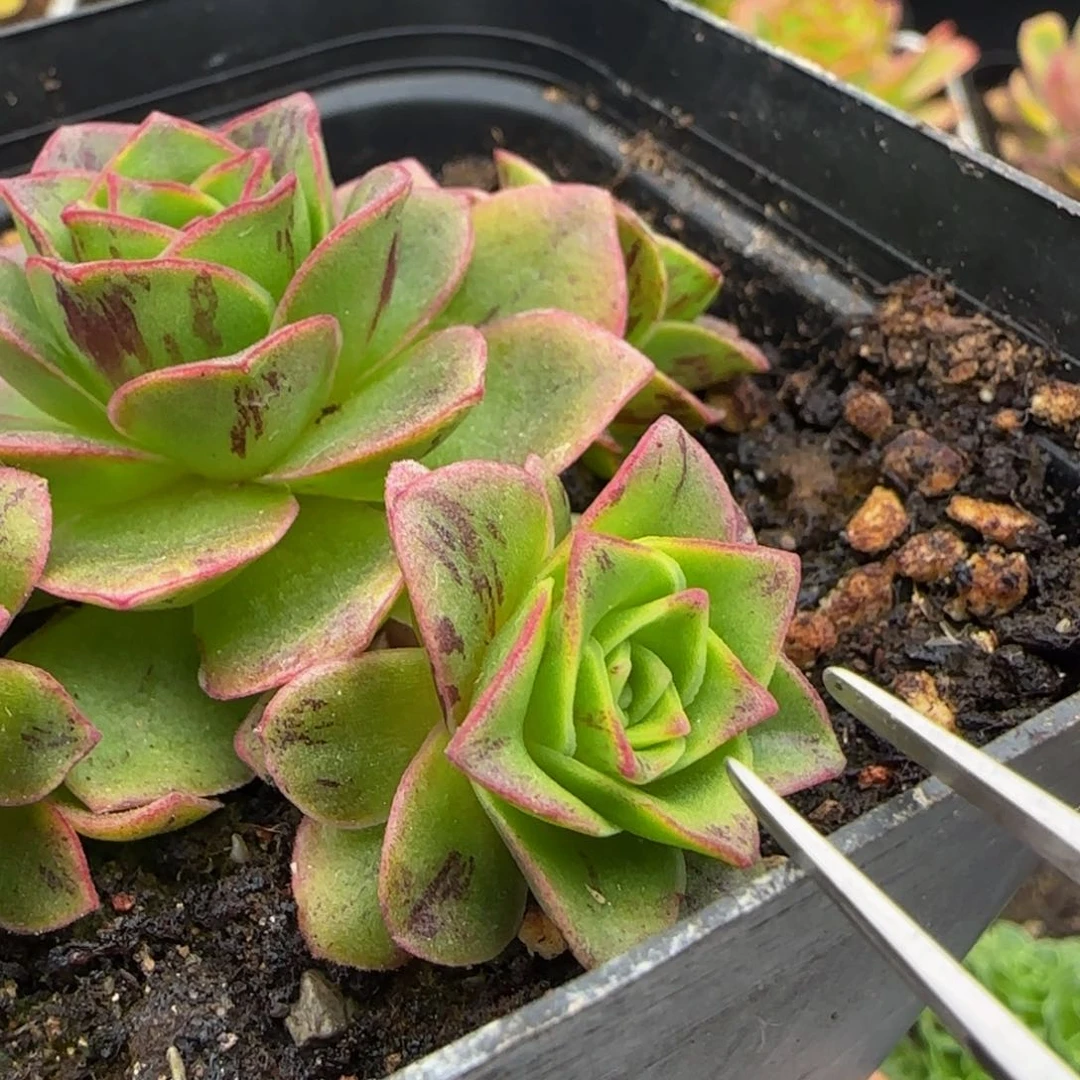 南极洛侧芽12434343464646476646