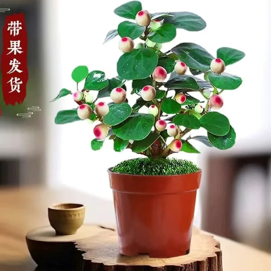 精品小盼菩提12个果以上发货