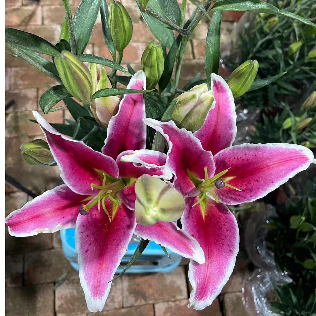 12个花苞起（红色）香水百合花盆栽苗带花苞水培室内客厅办公室阳台