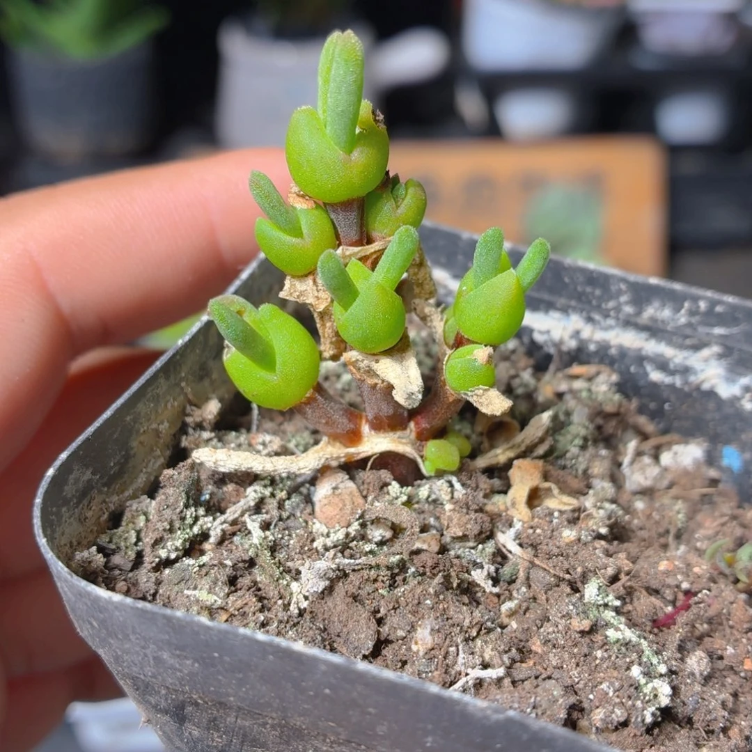 枝干兔子多肉9.9包邮发货